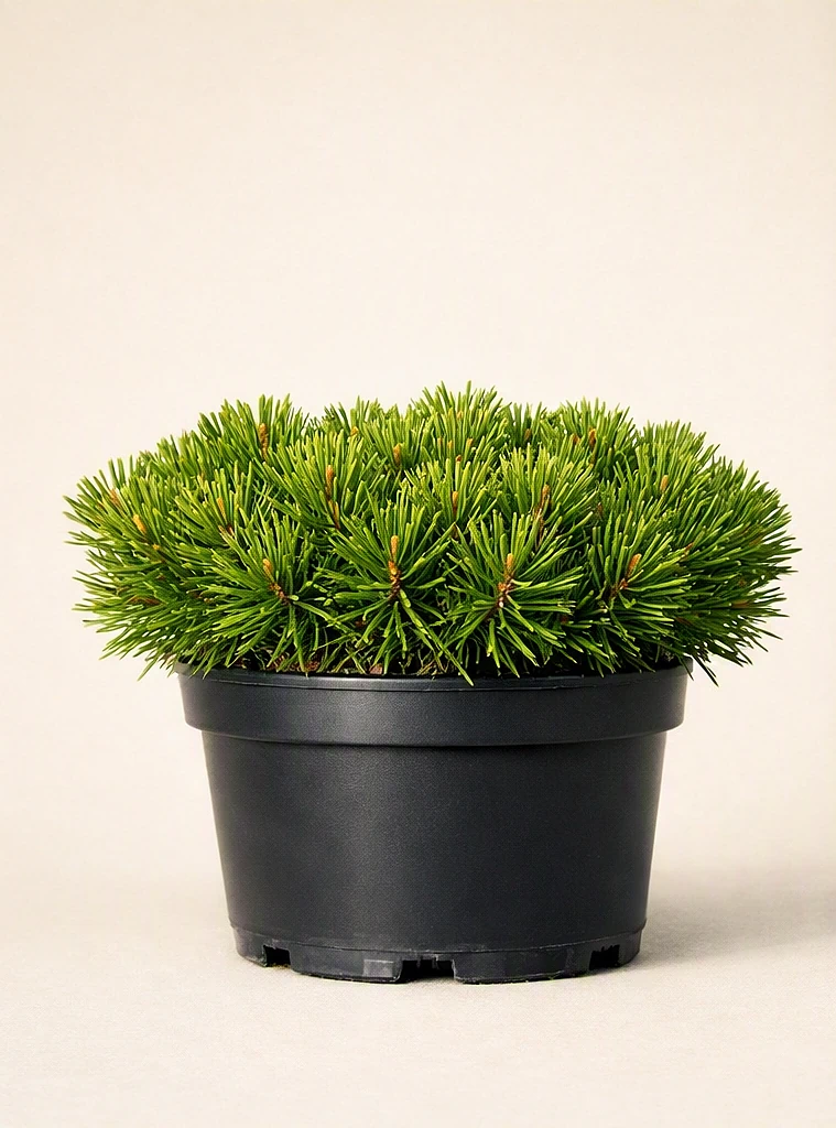 Сосна горная «Бенжамин» Сосна горная «Бенжамин» — изображение 1