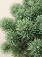 Сосна крючковатая «Блюзарре» — изображение 2