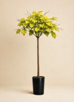 Вяз голландский «Вредей»